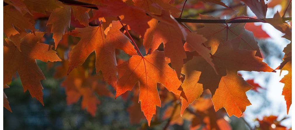 Feste Pflanzen für den farbenfrohen Herbstgarten