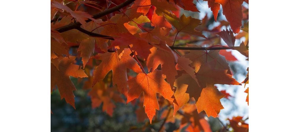 Feste Pflanzen für den farbenfrohen Herbstgarten