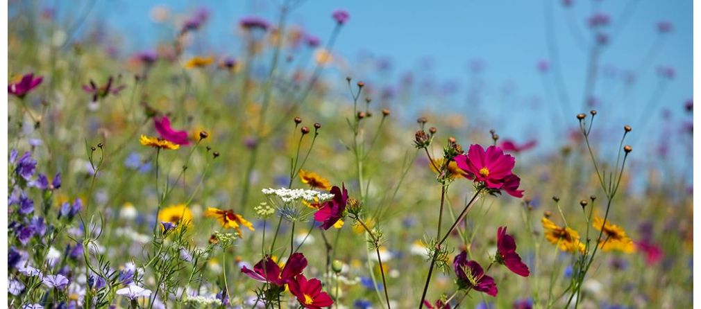 Einen Pflückgarten anlegen und bepflanzen