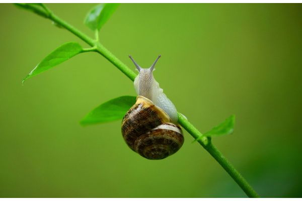 Planten tegen slakken