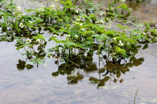 Wateroverlast tuin voorkomen