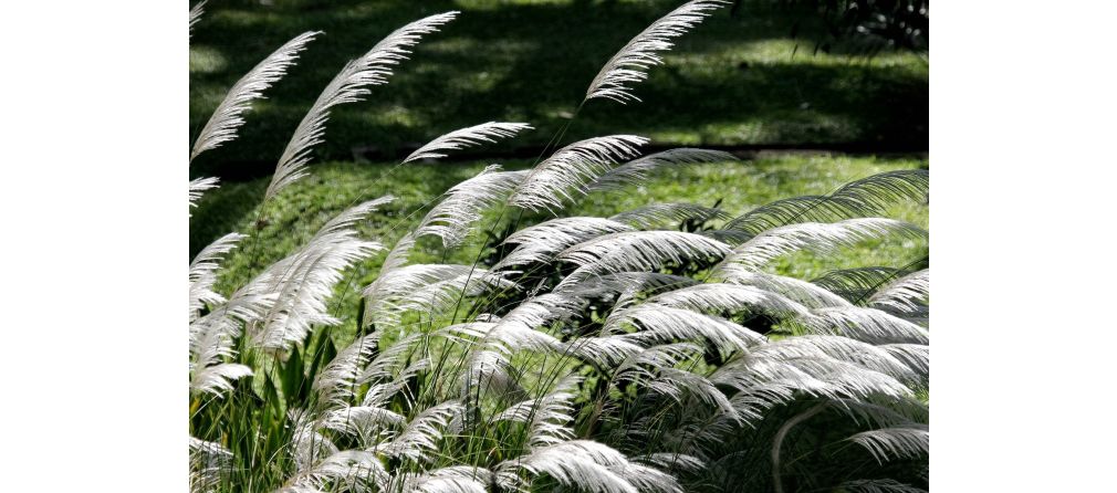 Windiger Garten? Diese Pflanzen vertragen Wind!