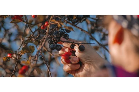 Selbst Obst ernten: Worauf kann man achten? 