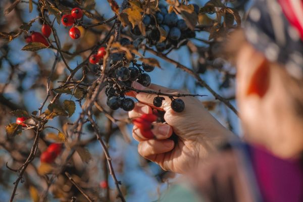 Selbst Obst ernten: Worauf kann man achten? 