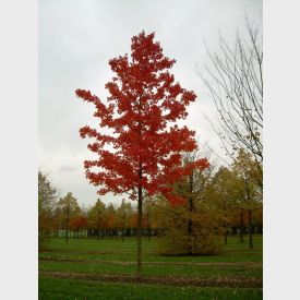 Acer rubrum 'October Glory'