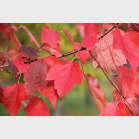 Acer red sunset