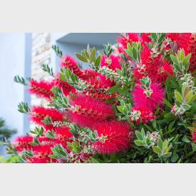 Callistemon citrinus ‘Splendens’ Zylinderputzer 