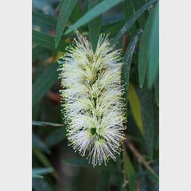 Callistemon pallidus 'Bianco' 