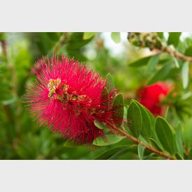 Callistemon 'Rigidus' - Lampenpoetser