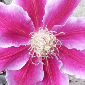 Clematis Dr. Ruppel