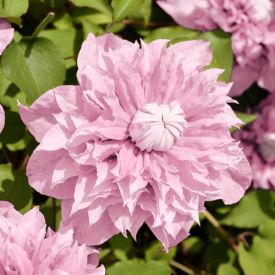 Clematis Multi Pink