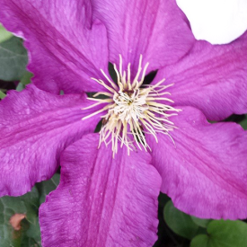 Clematis Niobe