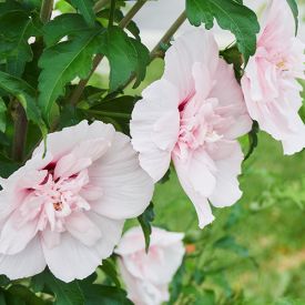 HIbiscus pink chiffon