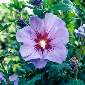 Hibiskus Marina