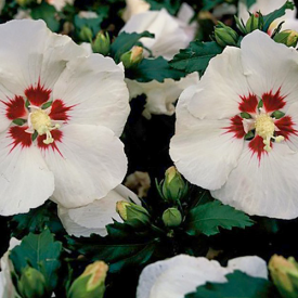 Hibiskus Red Heart