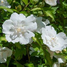 Hibiskus White Chiffon