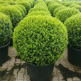 Ilex Crenata Caroline Upright Kugel