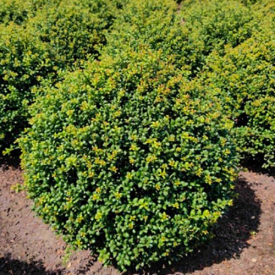 Ilex Crenata Convexa Kugel