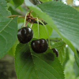 Kirschbaum Varikse Zwarte