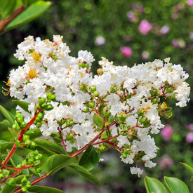 Lagerstroemia indica Nivea

