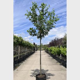 Kirschlorbeer Baum 'Caucasica' - Prunus laurocerasus