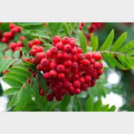 Sorbus Aucuparia - Vogelbeere 