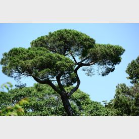 Pinus pinea - Schirmpinie 