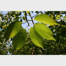 Prunus serrula Hochstamm