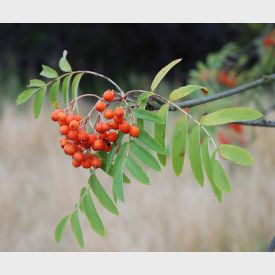 Sorbus aucuparia