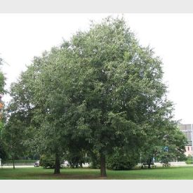 Zürgelbaum