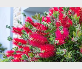 Callistemon citrinus ‘Splendens’ Zylinderputzer 