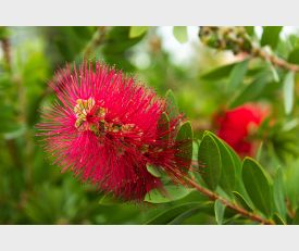 Callistemon 'Rigidus' - Lampenpoetser