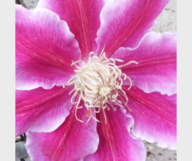 Clematis Dr. Ruppel