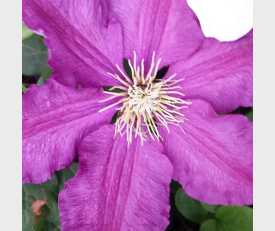 Clematis Niobe