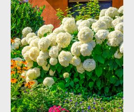 Hortensie Annabelle