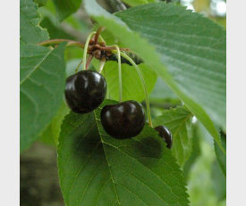 Kirschbaum Varikse Zwarte