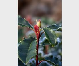 Photinia ‘Crunchy’ meerstammig - Glansmispel