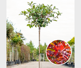 Photinia fraseri Red Robin Halbstamm