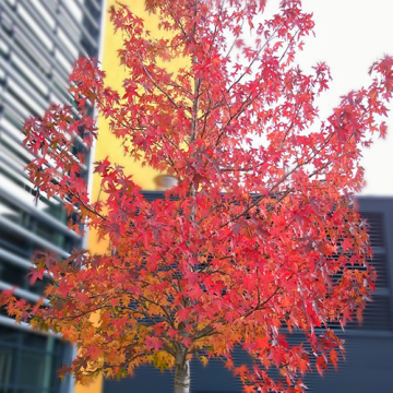 Amberbaum 'Worplesdon'