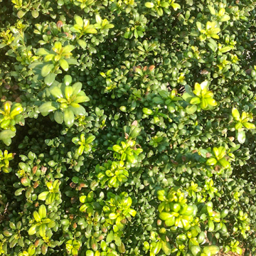 Ilex Crenata Convexa