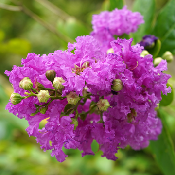 Lagerstroemia Viola