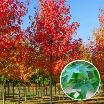 Amberbaum Liquidambar Styraciflua