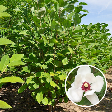 Magnolie Sieboldii Mehrstämmig