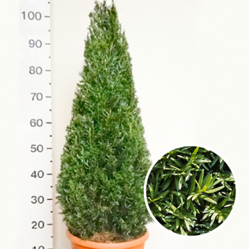 Taxus Baccata Pyramide