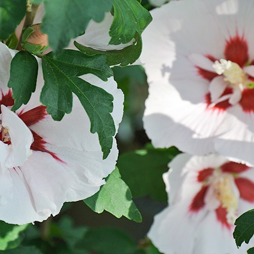 Hibiskus