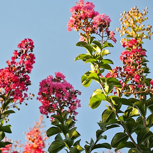 Lagerstroemia