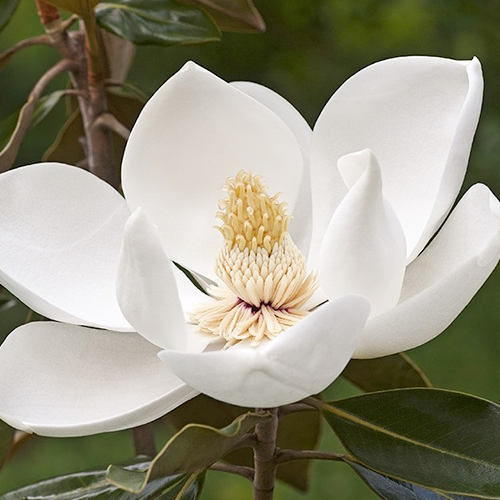 Immergrüne Magnolie