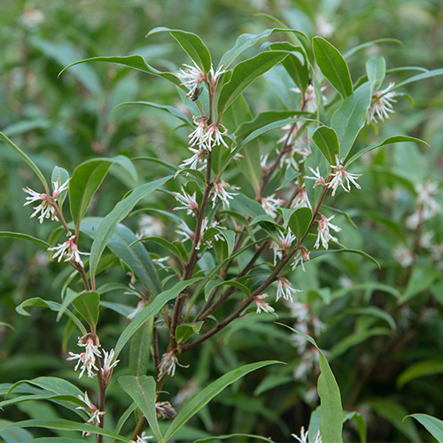 Sarcococca